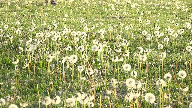 孩子穿过一片绿色的草地和蒲公英花在春天的季节视频下载