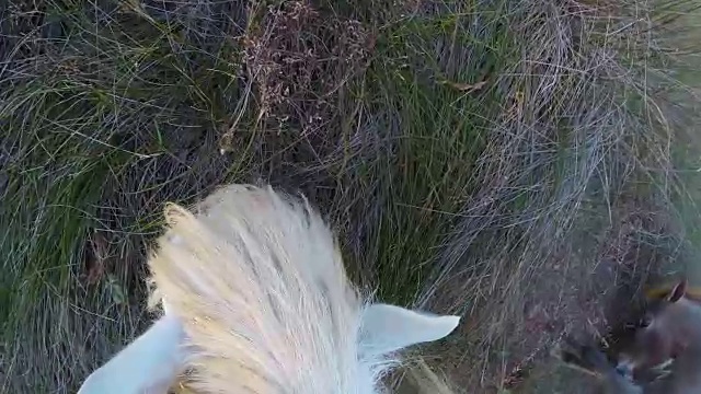 一群白色卡玛格马在沼泽上吃草视频素材