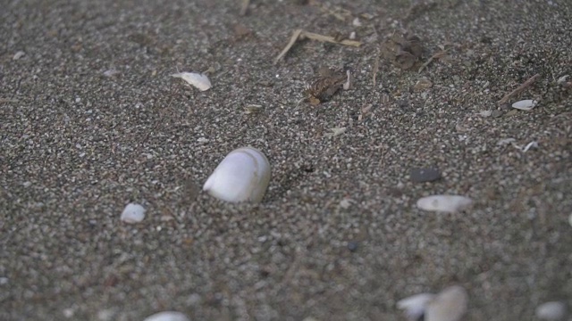 在海滩上捡贝壳视频下载
