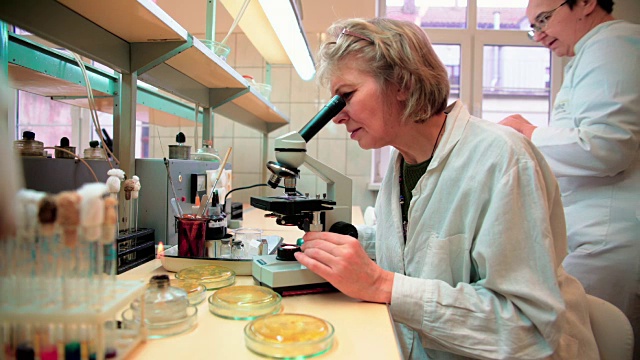 两位50多岁的女性科学家，在大学微生物实验室与显微镜和细菌培养一起工作视频下载