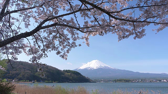 富士山上的川口湖和樱花视频素材