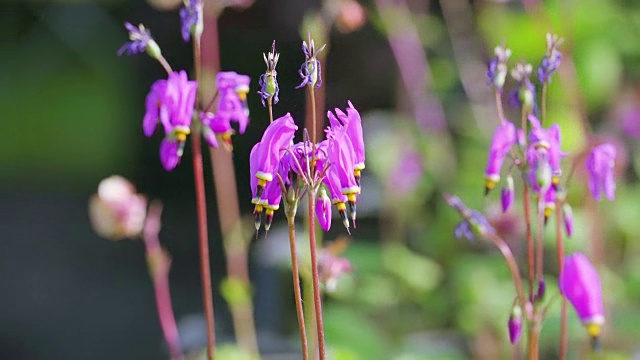 紫色的花朵在植物的细茎上摇曳视频素材