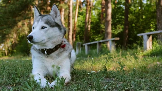 西伯利亚雪橇犬。缓慢的运动。视频素材