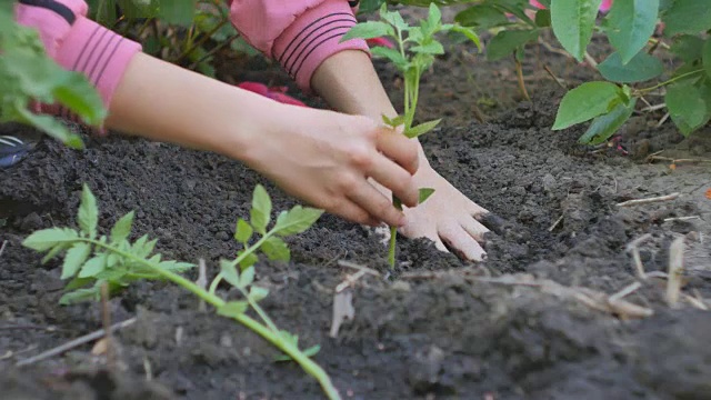 在一个蔬菜种植园里，女性手在地上种植年轻的绿色的西红柿芽。视频素材
