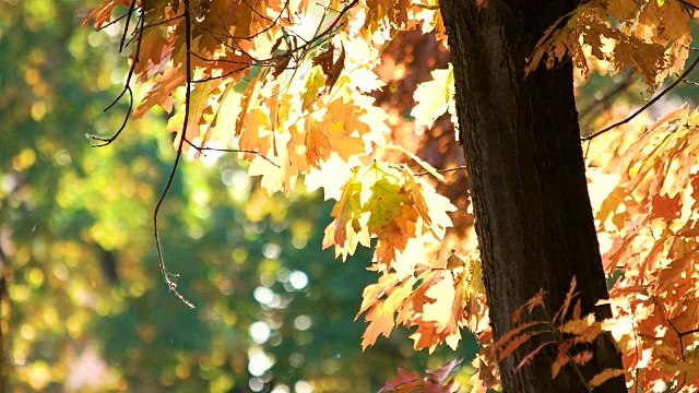 一棵桔黄色叶子的秋天橡树。视频素材