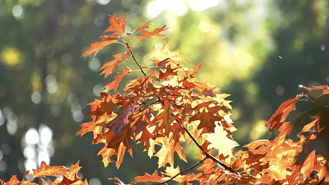 橙色的橡树在秋天落叶。视频素材