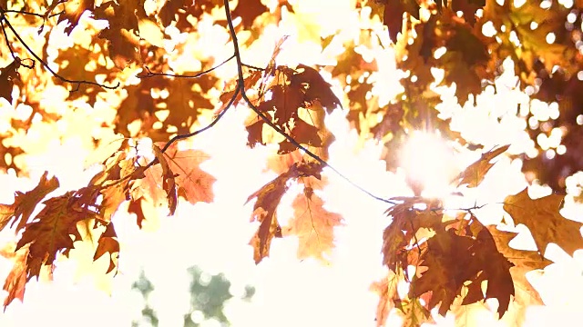 金色的橡树叶和灿烂的阳光。视频素材