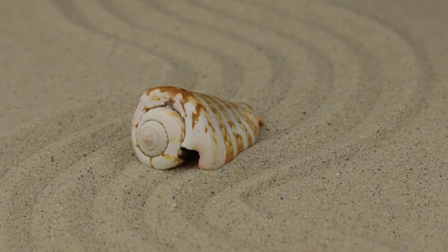 一个美丽的贝壳躺在沙做的“之”字形上视频素材