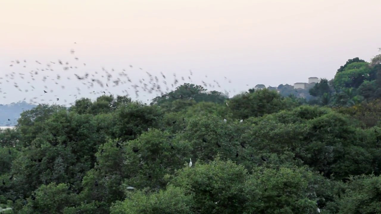 鸟群在树冠上飞行视频下载