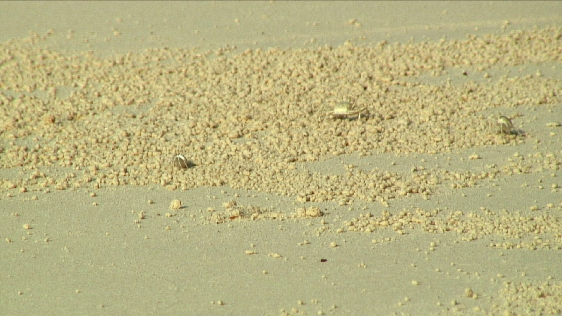 泰国西米兰岛海滩上的沙蟹视频下载
