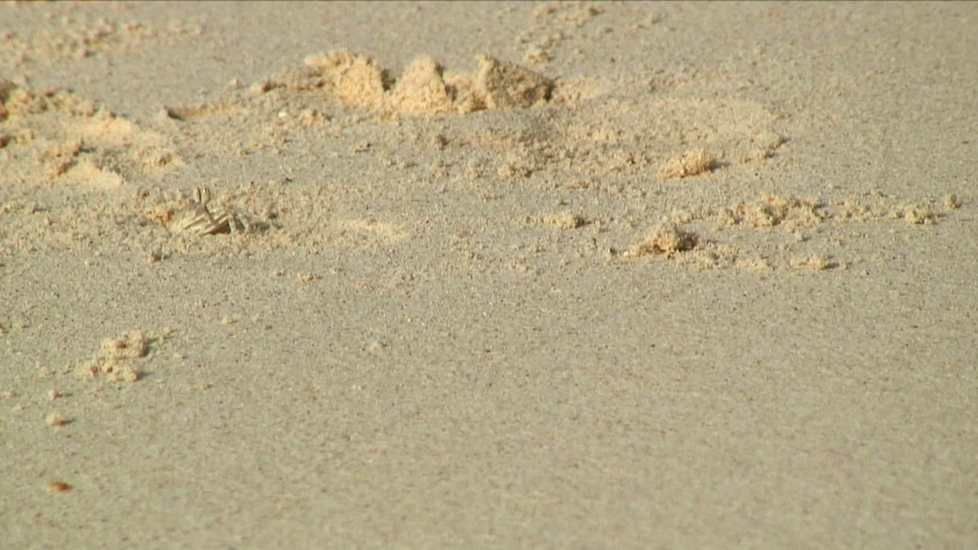 WS螃蟹从泰国的洞/ Similan群岛搬运成堆的沙子视频下载