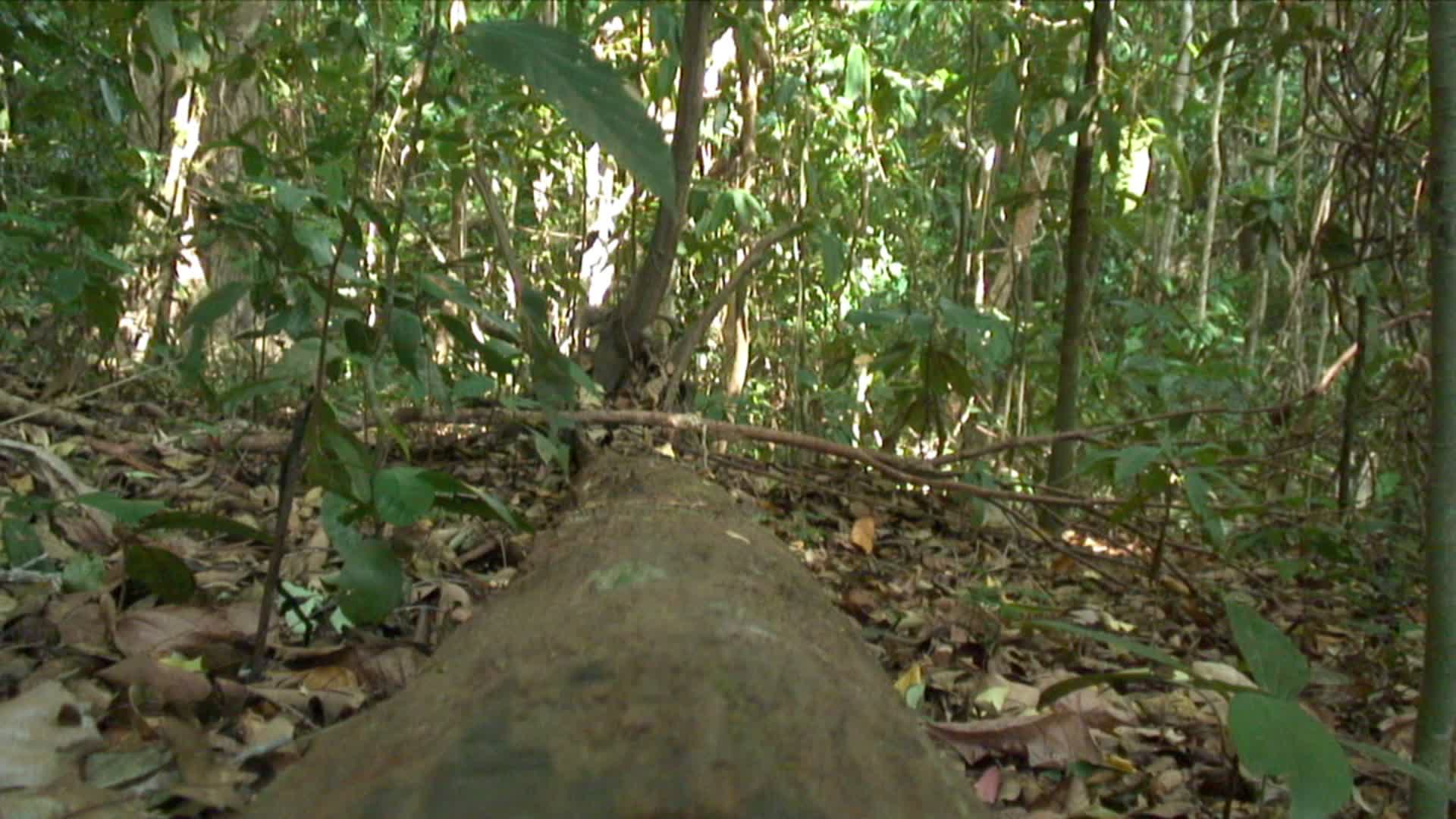 在泰国Similan群岛的丛林中倒下的树干视频下载