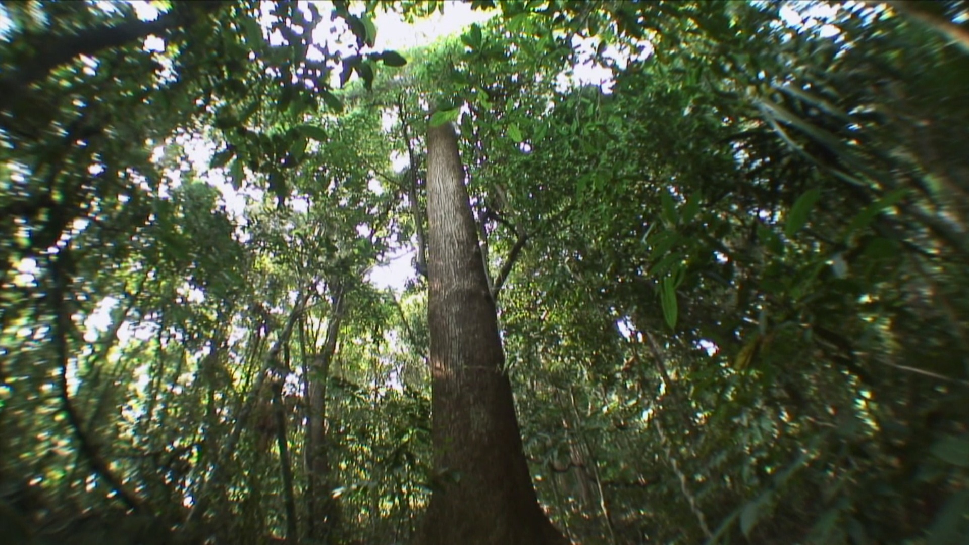 WS TU LA Tall Tree in Jungle / Similan Islands，泰国视频素材