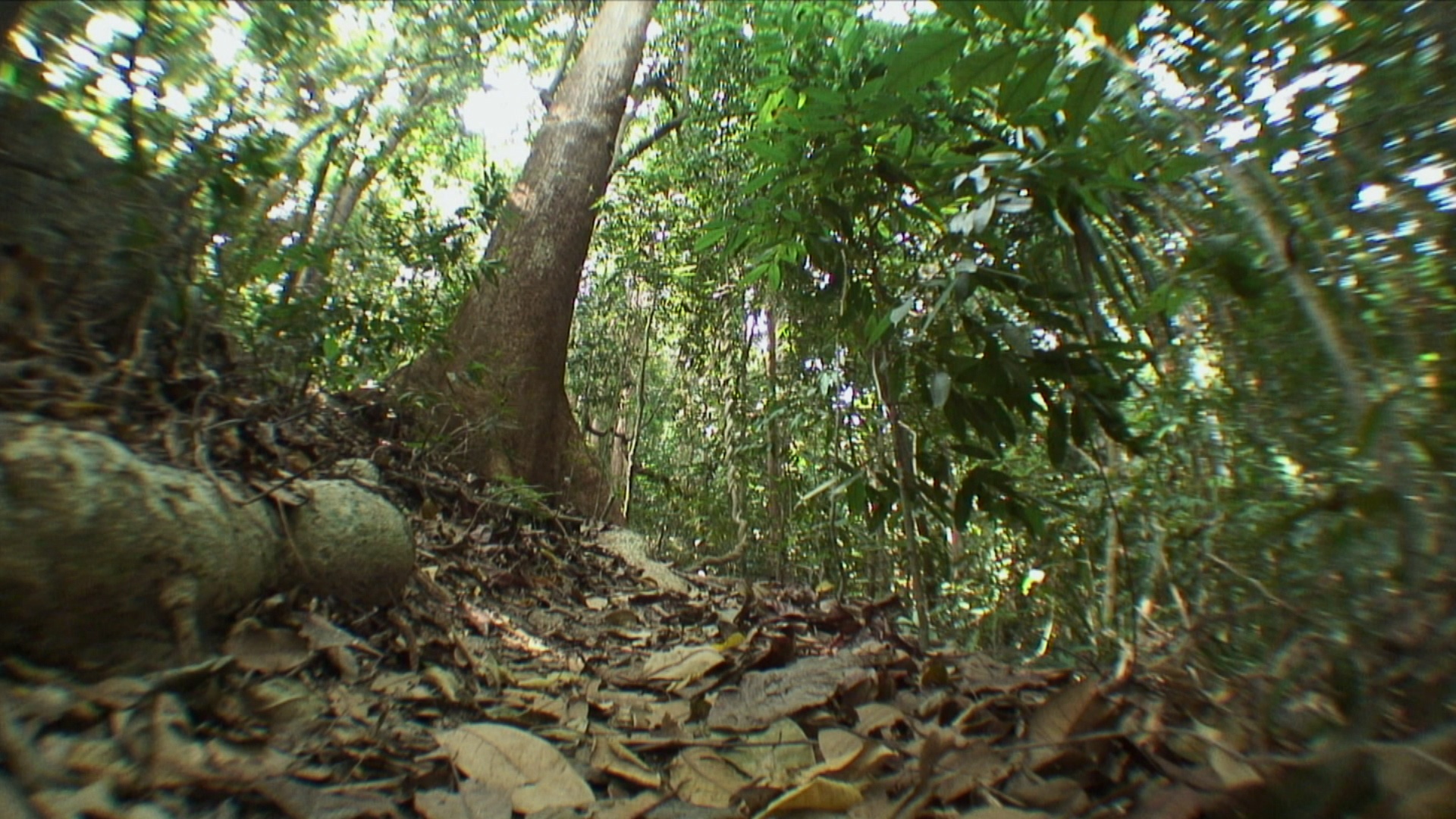 覆盖在丛林地板上的干燥树叶/ Similan群岛，泰国视频素材