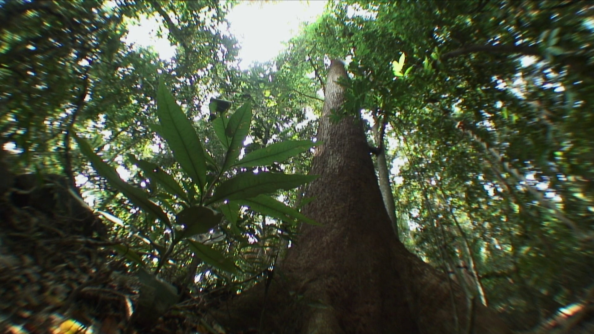 WS LA阳光透过丛林树冠/ Similan群岛，泰国视频下载