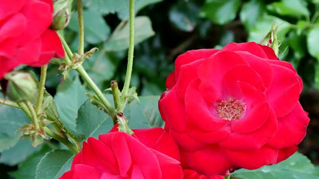 红灌木玫瑰在花园里的绿色草地上。本空间视频素材