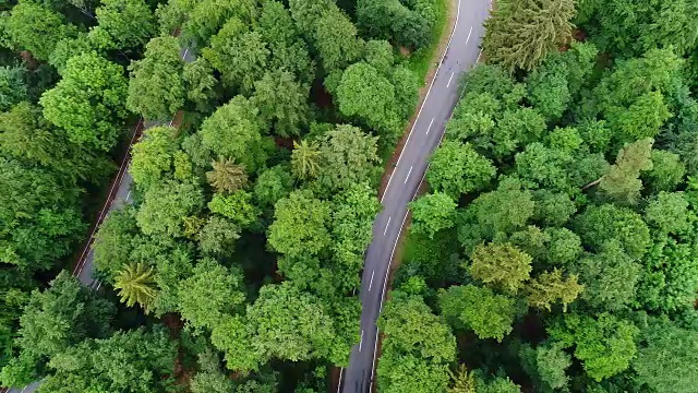 穿过森林的路视频素材