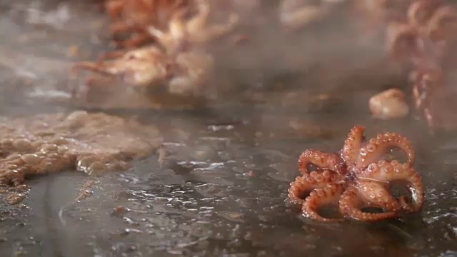 在大煎锅上烹煮小章鱼视频素材