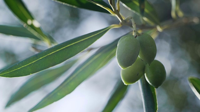希腊科孚岛的橄榄树视频下载