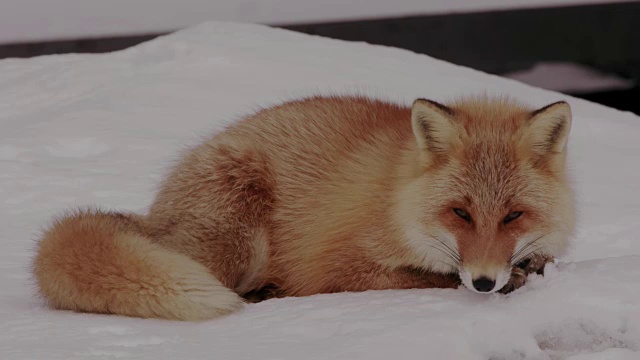 狐狸吃雪视频素材