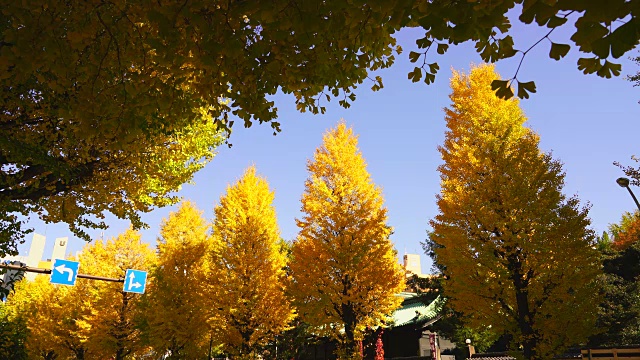 2017年11月25日，日本东京文京区御茶水街，一排排的秋叶银杏树矗立在街道两旁。视频素材