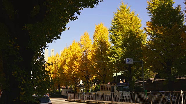 2017年11月25日，日本东京文京区御茶水街，一排排的秋叶银杏树矗立在街道两旁。汽车在街上行驶。视频素材