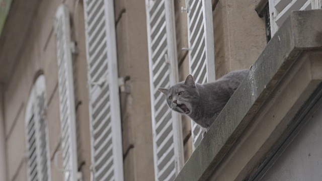 在法国巴黎，一只灰色的猫坐在屋脊上视频下载