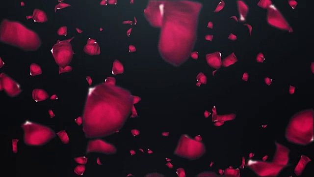 落在黑色背景上的玫瑰花瓣视频下载