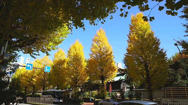 2017年11月25日，日本东京文京区御茶水街，一排排的秋叶银杏树矗立在街道两旁。视频素材