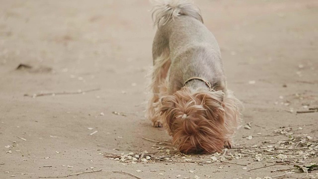 约克郡犬嗅在地上寻找狗本能慢动作视频，在一个棕色的背景。宠物狗概念生活方式视频素材