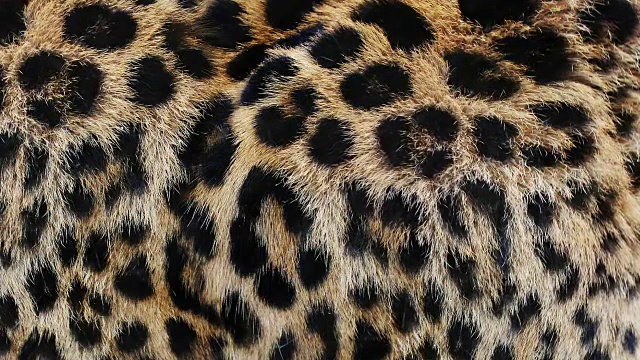 近距离，豹毛移动的慢动作。非洲野猫毛皮。美丽奇异的动物背景，抽象的自然动画。视频素材