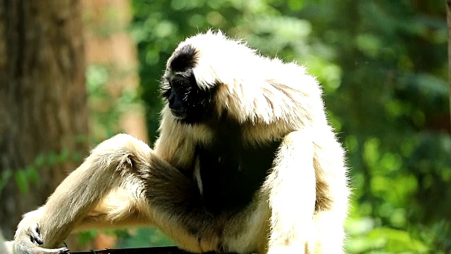 大自然中的白长臂猿，慢镜头视频素材