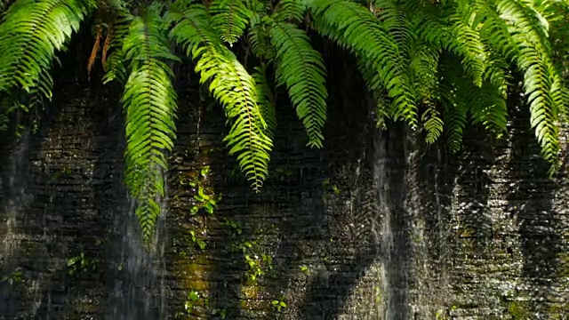 瀑布与绿色植物装饰在前面的背景视频素材