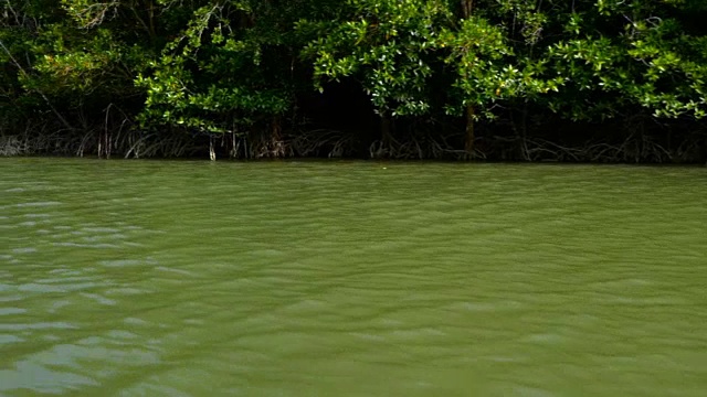 从小船上漂浮在河上的红树林里视频下载