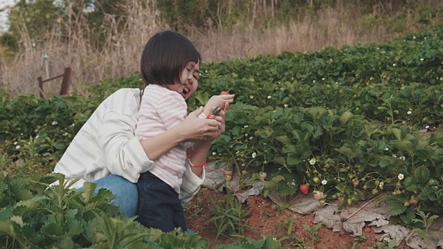 农场里的草莓视频下载