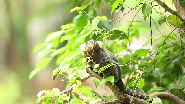 常见的狨小猴在树上。视频素材