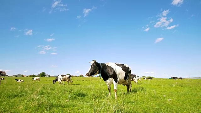 在阳光明媚的夏日，奶牛在牧场上看着镜头吃草视频购买