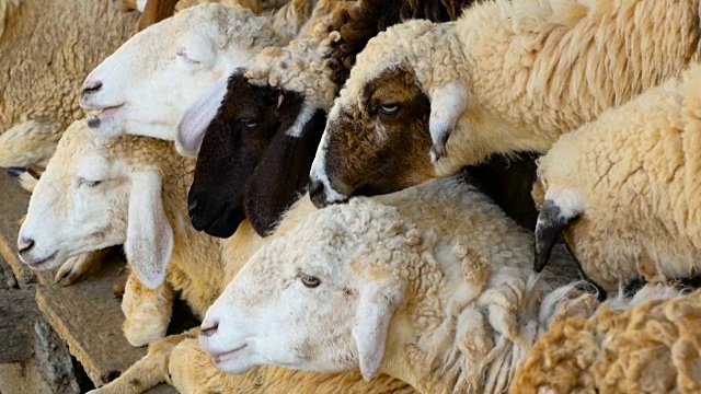 在一个阳光明媚的日子里，一群羊在树荫下休息。视频素材