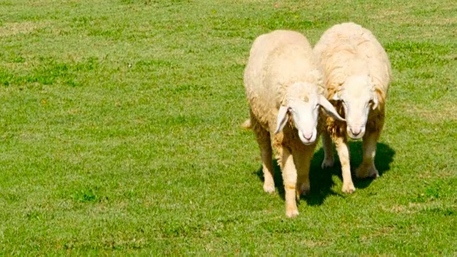 一对羊在阳光明媚、绿油油、多汁的草地上散步视频素材