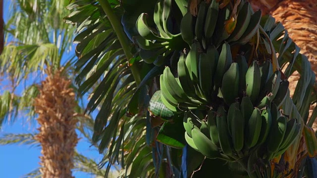 香蕉树叶和水果的特写视频下载