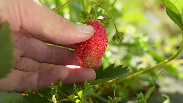 人的手显示草莓在花园里的灌木丛视频下载