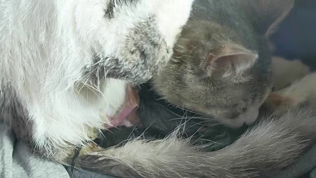 毛绒绒的猫妈妈怀孕生产和新生小猫喝他们妈妈的母乳。猫为这个概念提供了生活方式视频素材