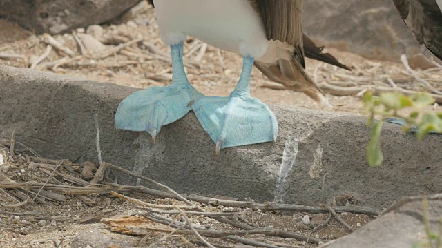 一个蓝脚鲣鸟的脚在伊斯帕诺拉岛的特写视频素材