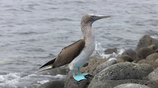 在加拉帕戈斯群岛lobos岛的岩石海岸上的蓝脚鲣鸟视频素材
