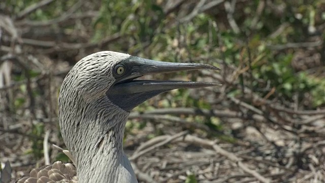 加拉戈斯群岛蓝脚鲣鸟的头部特写视频下载