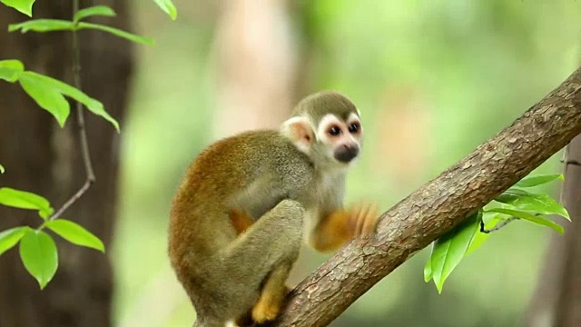 松鼠猴子在树上。视频素材