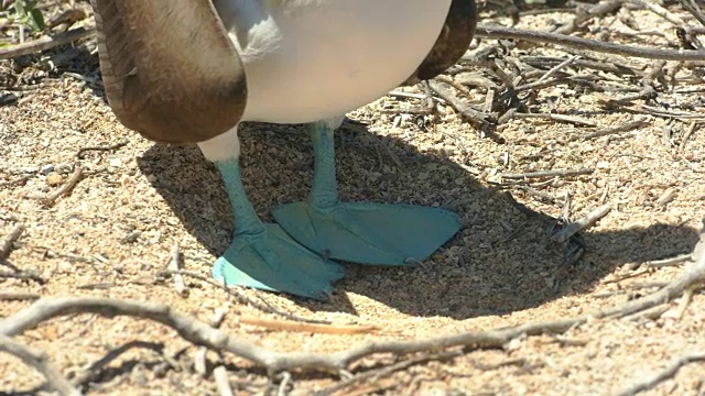 加拉戈斯群岛上一只蓝脚鲣鸟的脚的特写镜头视频素材