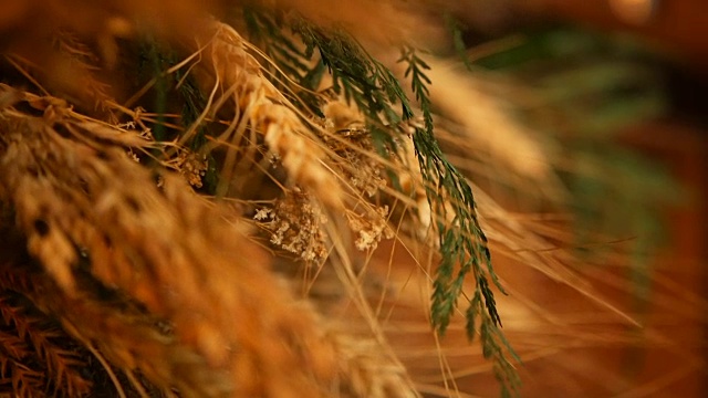 特写的静物耳朵作为背景。干燥的金色谷物穗的芳香。视频素材