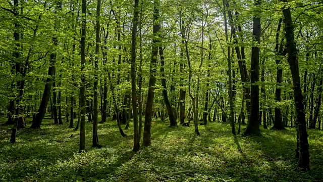春天阳光明媚的落叶林，索登堡，哈梅尔堡，巴达基辛根区，Rhön，德国巴伐利亚州视频素材