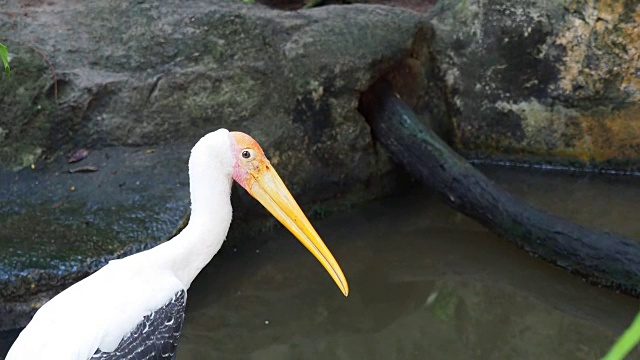 大鹳鸟站在岩石上，在鱼塘边等待捕猎视频下载